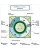 ГРИНЛОС Аква 6 Миди - фото 5